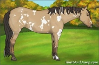 Horse Color:White Spotted Buckskin Dun 