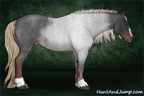 Horse Color:Liver Red Roan Sabino 