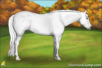 Horse Color:Gray Silver Bay Roan Dun Splash Frame Appaloosa