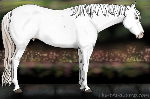 Horse Color:Liver Chestnut Near Fewspot 