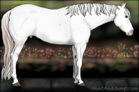 Horse Color:Liver Chestnut Appaloosa 