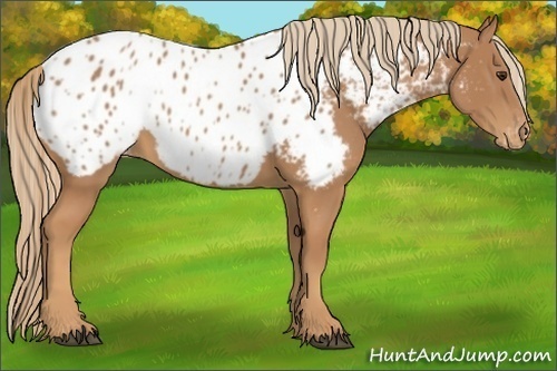 Horse Color:Chestnut Appaloosa 