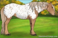 Horse Color:Chestnut Appaloosa