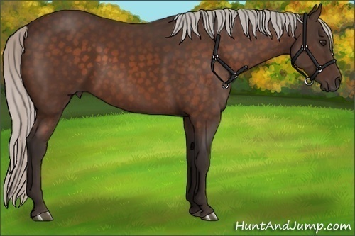 Horse Color:Silver Bay 