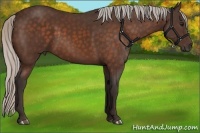 Horse Color:Silver Bay 