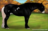 Horse Color:Smoky Black Ice Pearl Appaloosa 