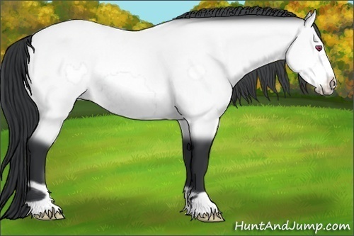 Horse Color:Bay Chinchilla Frame