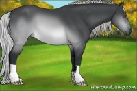 Horse Color:Silver Brown Chinchilla 