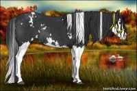 Horse Color:White Spotted Black Splash Rabicano