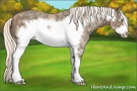 Horse Color:White Spotted Silver Amber Champagne Ice Frame 