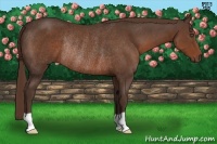 Horse Color:Liver Chestnut Rabicano