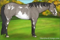 Horse Color:White Spotted Smoky Grullo Sabino Frame Rabicano 
