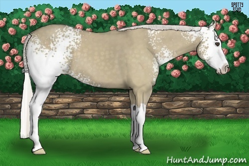Horse Color:White Spotted Silver Smoky Grullo Splash