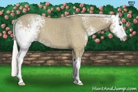 Horse Color:White Spotted Silver Smoky Grullo Splash 