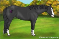 Horse Color:Black Splash