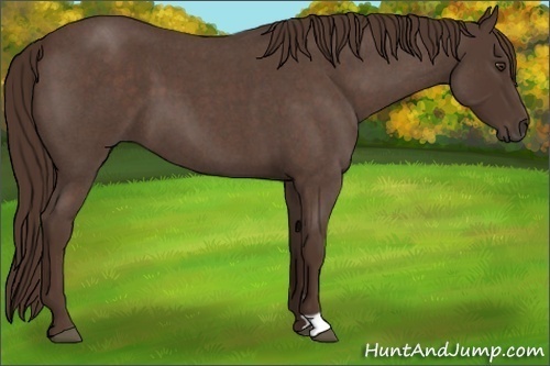 Horse Color:Liver Red Roan 