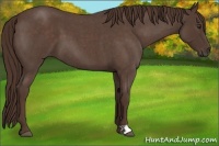 Horse Color:Liver Red Roan 