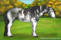 Horse Color:White Spotted Black