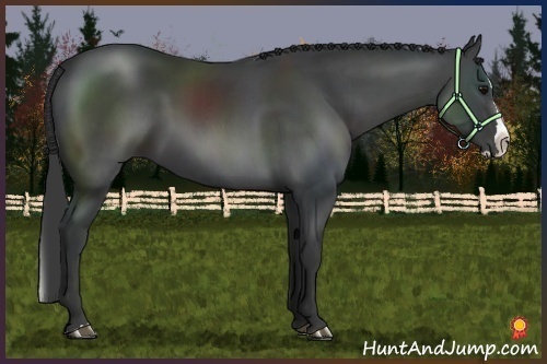 Horse Color:Black Sabino Splash Rabicano 