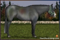 Horse Color:Black Sabino Splash Rabicano
