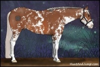 Horse Color:Silver Bay Sabino 