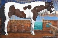 Horse Color:Bay Sabino Tobiano 