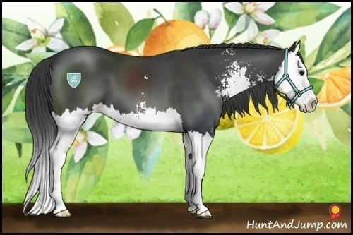 Horse Color:Black Sabino Splash 