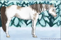 Horse Color:White Spotted Classic Champagne Splash Frame Rabicano 