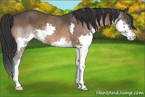 Horse Color:Bay Splash 