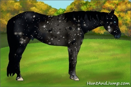 Horse Color:ERROR: UNKNOWN ANOMALY