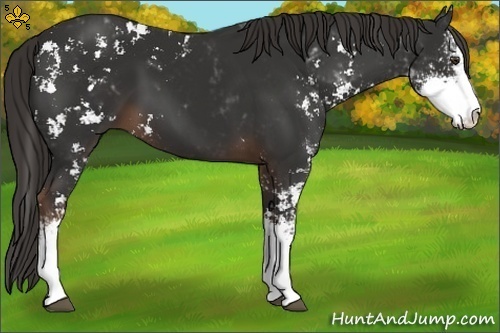 Horse Color:Liver Chestnut Sabino