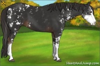 Horse Color:Liver Chestnut Sabino 