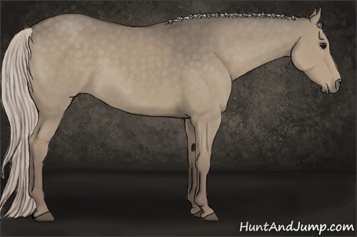 Horse Color:Silver Grullo 