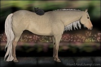 Horse Color:Silver Grullo