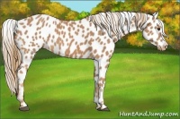Horse Color:Chestnut Appaloosa 