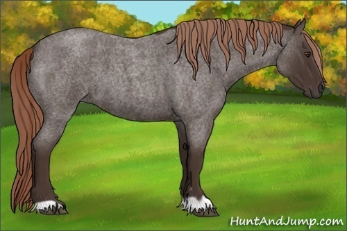 Horse Color:Liver Red Roan 
