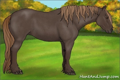Horse Color:Liver Red Roan