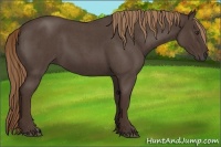 Horse Color:Liver Red Roan 
