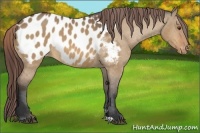 Horse Color:Bay Dun Appaloosa