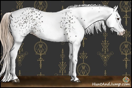 Horse Color:White Spotted Liver Chestnut 