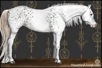 Horse Color:White Spotted Liver Chestnut