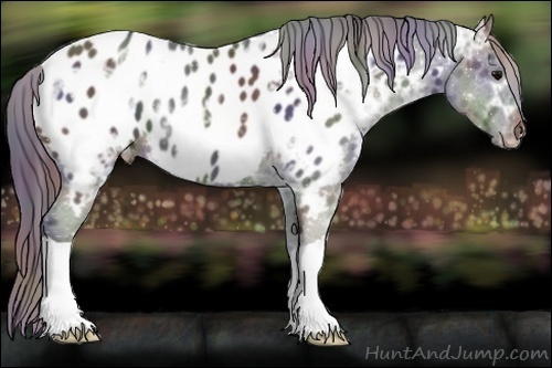 Horse Color:Nacre Black Ice Appaloosa 