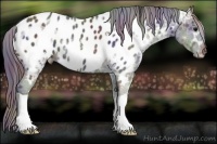 Horse Color:Nacre Black Ice Appaloosa 
