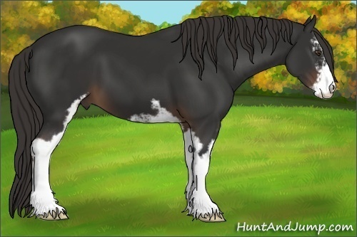 Horse Color:Liver Chestnut Sabino