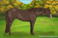 Horse Color:Liver Chestnut Splash 