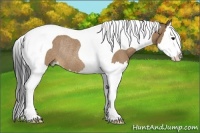 Horse Color:Bay Dun Splash Tobiano Rabicano