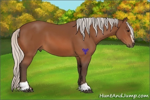 Horse Color:Silver Bay Sabino 