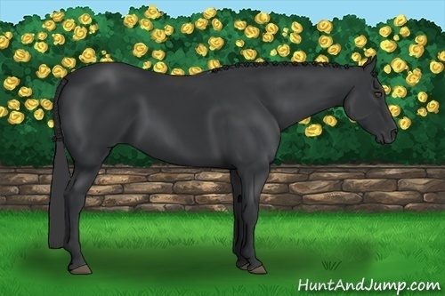 Horse Color:Black 