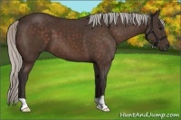 Horse Color:Silver Bay 