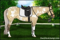 Horse Color:White Spotted Silver Bay Dun